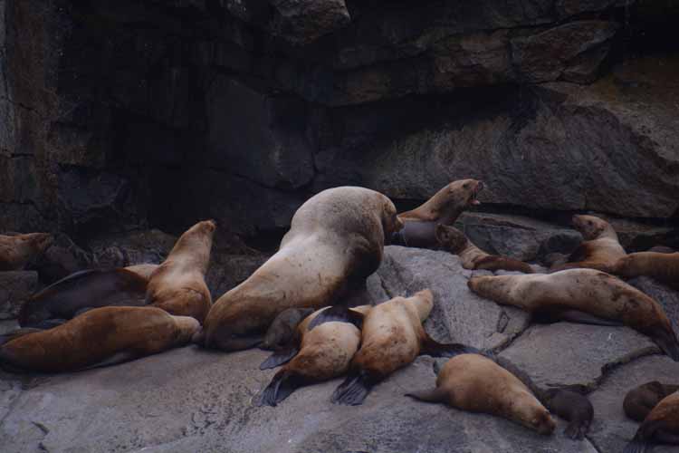 sea lions
